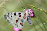 Jasoň červenooký (Parnassius apollo)