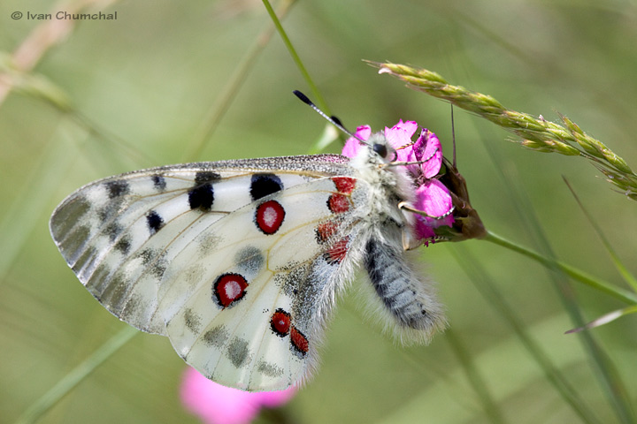 Jasoň červenooký (Parnassius apollo)