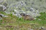 Svišť horský (Marmota marmota)