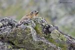 Svišť horský (Marmota marmota)