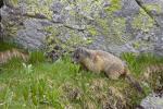 Svišť horský (Marmota marmota)