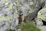 Svišť horský (Marmota marmota)