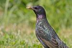 Špaček obecný (Sturnus vulgaris)