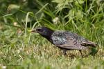 Špaček obecný (Sturnus vulgaris)