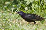 Špaček obecný (Sturnus vulgaris)