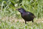 Špaček obecný (Sturnus vulgaris)