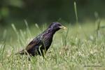 Špaček obecný (Sturnus vulgaris)