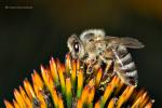 Včela medonosná (Apis mellifera)