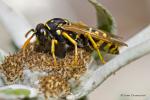 Vosík obecný (Polistes nimpha)