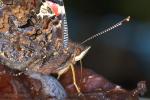 Babočka admirál (Vanessa atalanta)