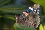 Babočka admirál (Vanessa atalanta)