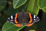 Babočka admirál (Vanessa atalanta)