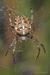 Křižák obecný (Araneus diadematus)