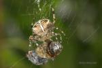 Křižák obecný (Araneus diadematus)