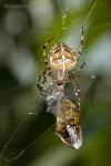 Křižák obecný (Araneus diadematus)