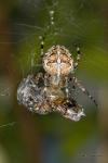 Křižák obecný (Araneus diadematus)