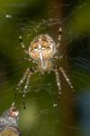 Křižák obecný (Araneus diadematus)