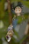 Křižák obecný (Araneus diadematus)