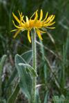 Kamzičník Clusiův (Doronicum clusii)