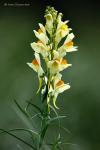 Lnice květel (Linaria vulgaris)