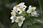 Sasanka narcisokvětá (Anemone narcissiflora)