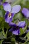 Violka vonná (Viola odorata)