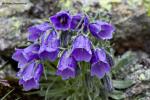 Zvonek alpský (Campanula alpina)