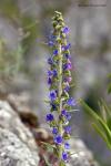 Hadinec obecný (Echium vulgare)