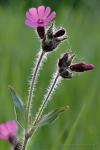 Silenka dvoudomá (Silene dioica)