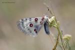 Jasoň červenooký (Parnassius apollo)