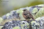 Pěvuška podhorní (Prunella collaris)