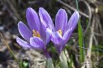 Šafrán bělokvětý (Crocus albiflorus)