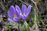 Šafrán bělokvětý (Crocus albiflorus)