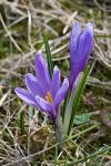 Šafrán bělokvětý (Crocus albiflorus)