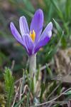 Šafrán bělokvětý (Crocus albiflorus)