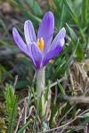 Šafrán bělokvětý (Crocus albiflorus)