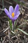 Šafrán bělokvětý (Crocus albiflorus)