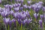 Šafrán bělokvětý (Crocus albiflorus)