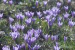 Šafrán bělokvětý (Crocus albiflorus)