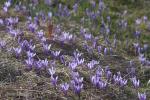 Šafrán bělokvětý (Crocus albiflorus)