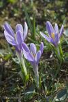 Šafrán bělokvětý (Crocus albiflorus)