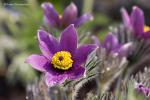 Koniklec velkokvětý (Pulsatilla grandis)