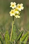 Prvosenka vyšší (Primula elatior)