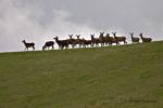 Jelen evropský (Cervus elaphus)