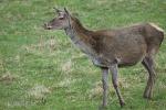 Jelen evropský (Cervus elaphus)