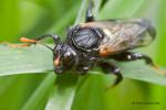 Paličatka březová (Cimbex femoratus)