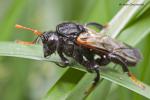 Paličatka březová (Cimbex femoratus)