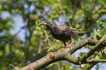 Špaček obecný (Sturnus vulgaris)