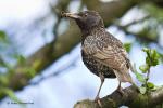 Špaček obecný (Sturnus vulgaris)