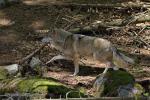 Vlk eurasijský (Canis lupus lupus)